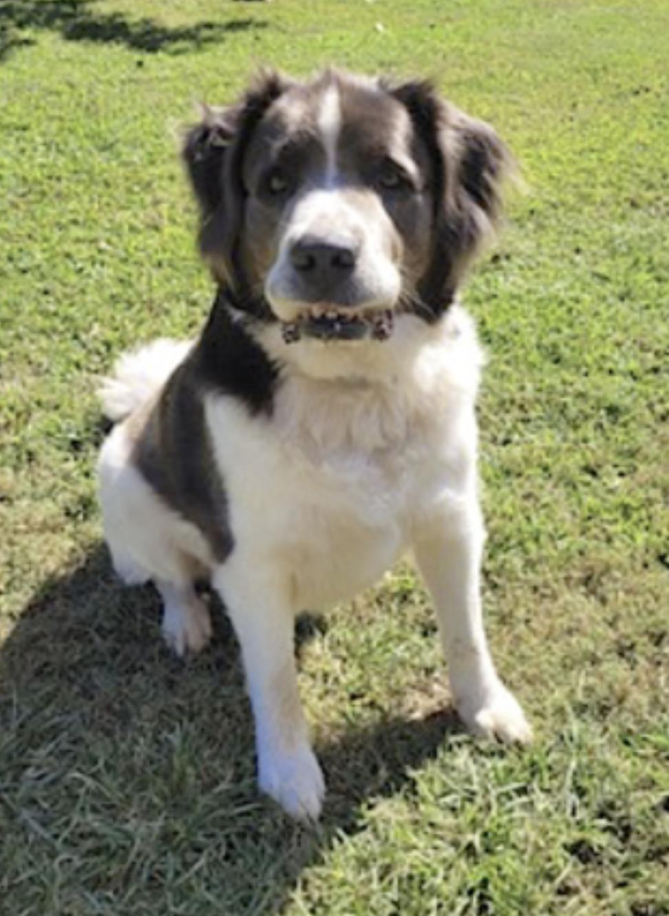 Enlarge George, a Adoptable mixed breed in Hickory, NC image 2/6