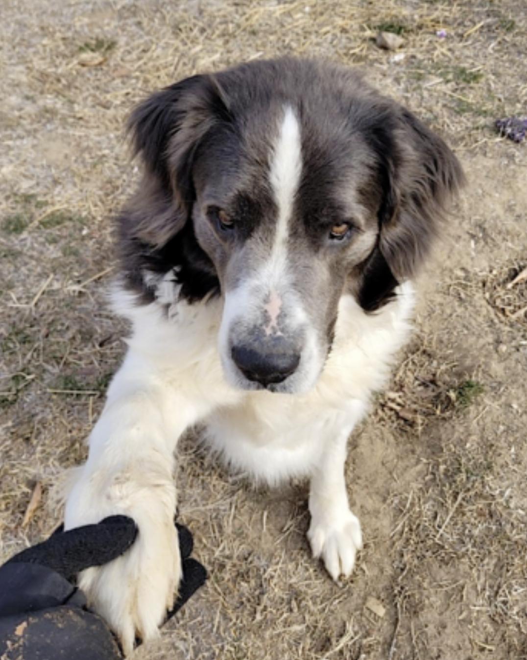 Enlarge George, a Adoptable mixed breed in Hickory, NC image 5/6