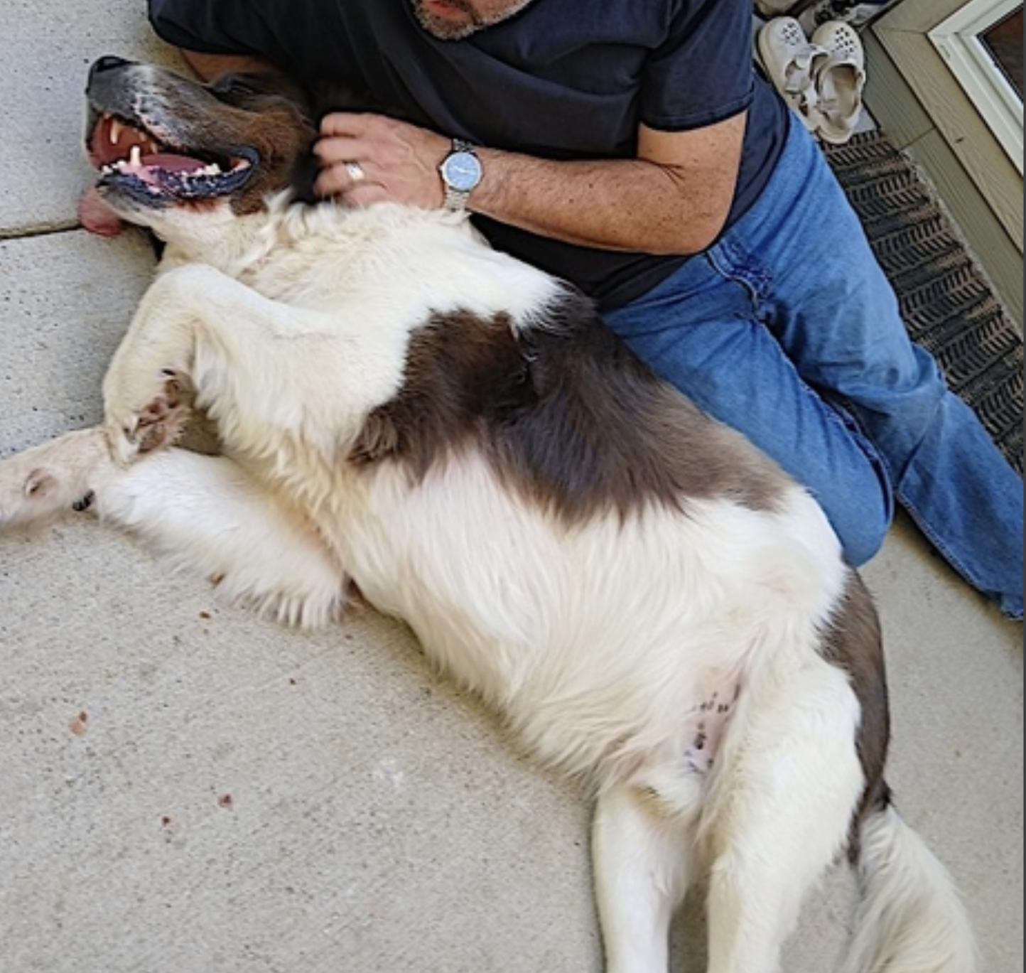 Enlarge George, a Adoptable mixed breed in Hickory, NC image 3/6