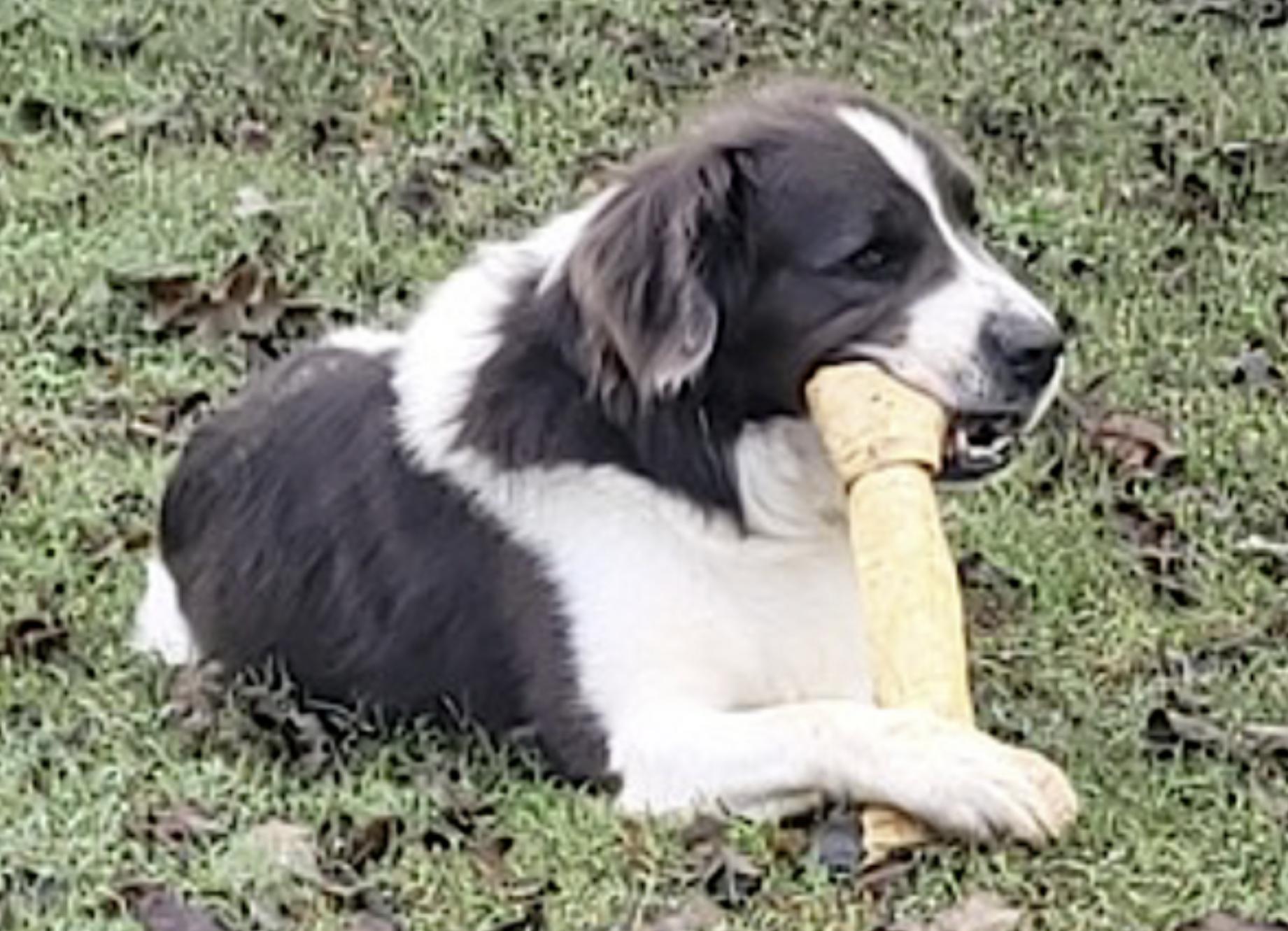 Enlarge George, a Adoptable mixed breed in Hickory, NC image 4/6