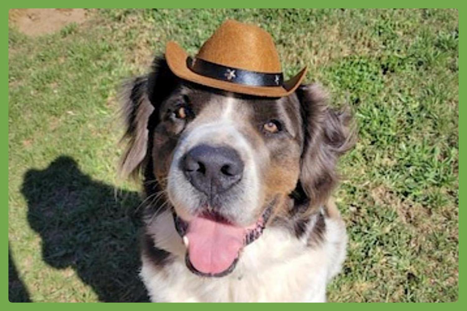 George, Adoptable, Adult Male Great Pyrenees & Saint Bernard.