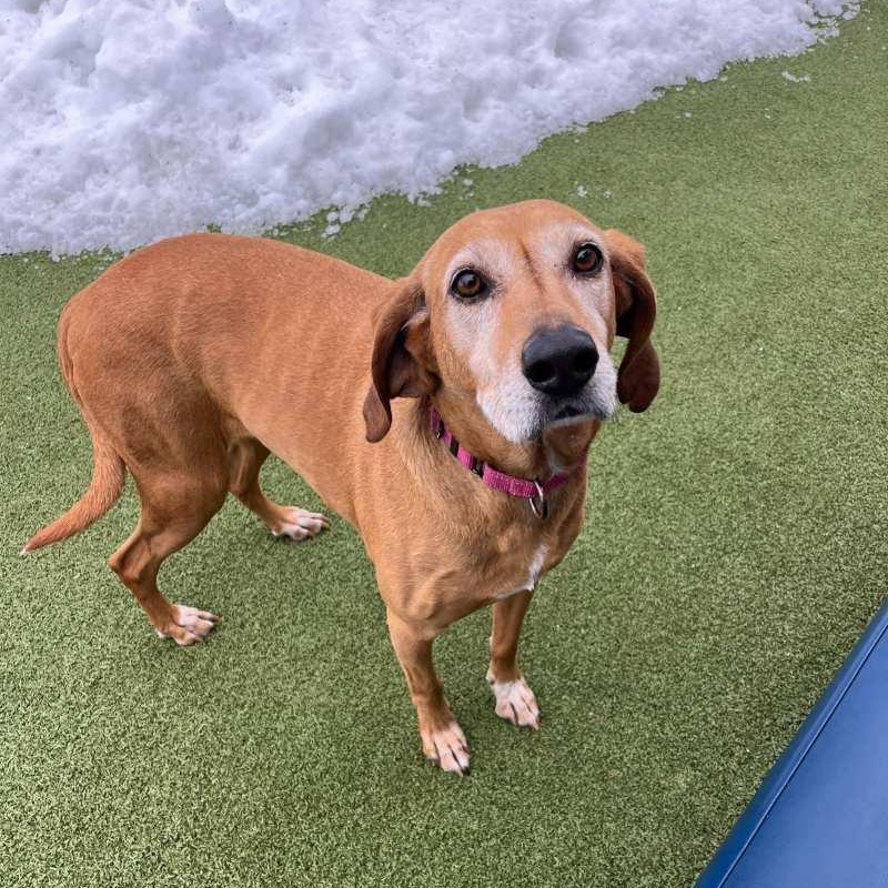 Enlarge Lou, an adopted Coonhound in New Bedford, MA image 3/3