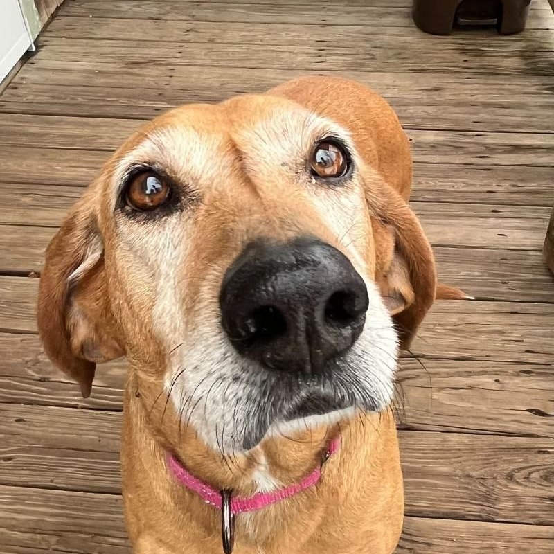 Lou, adopted, Adult Female Coonhound.