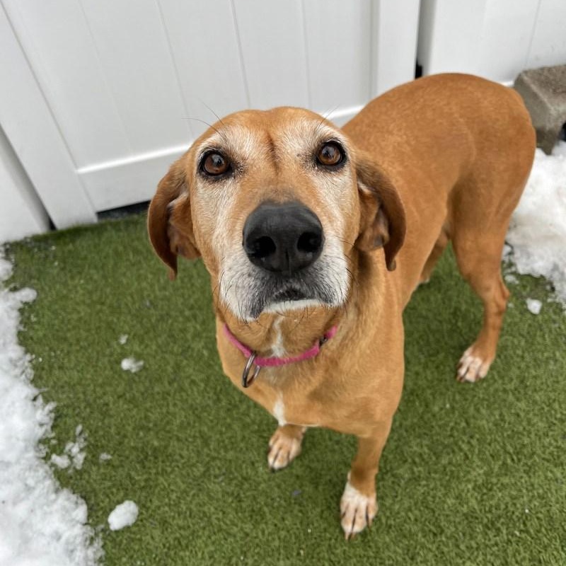 Enlarge Lou, an adopted Coonhound in New Bedford, MA image 2/3