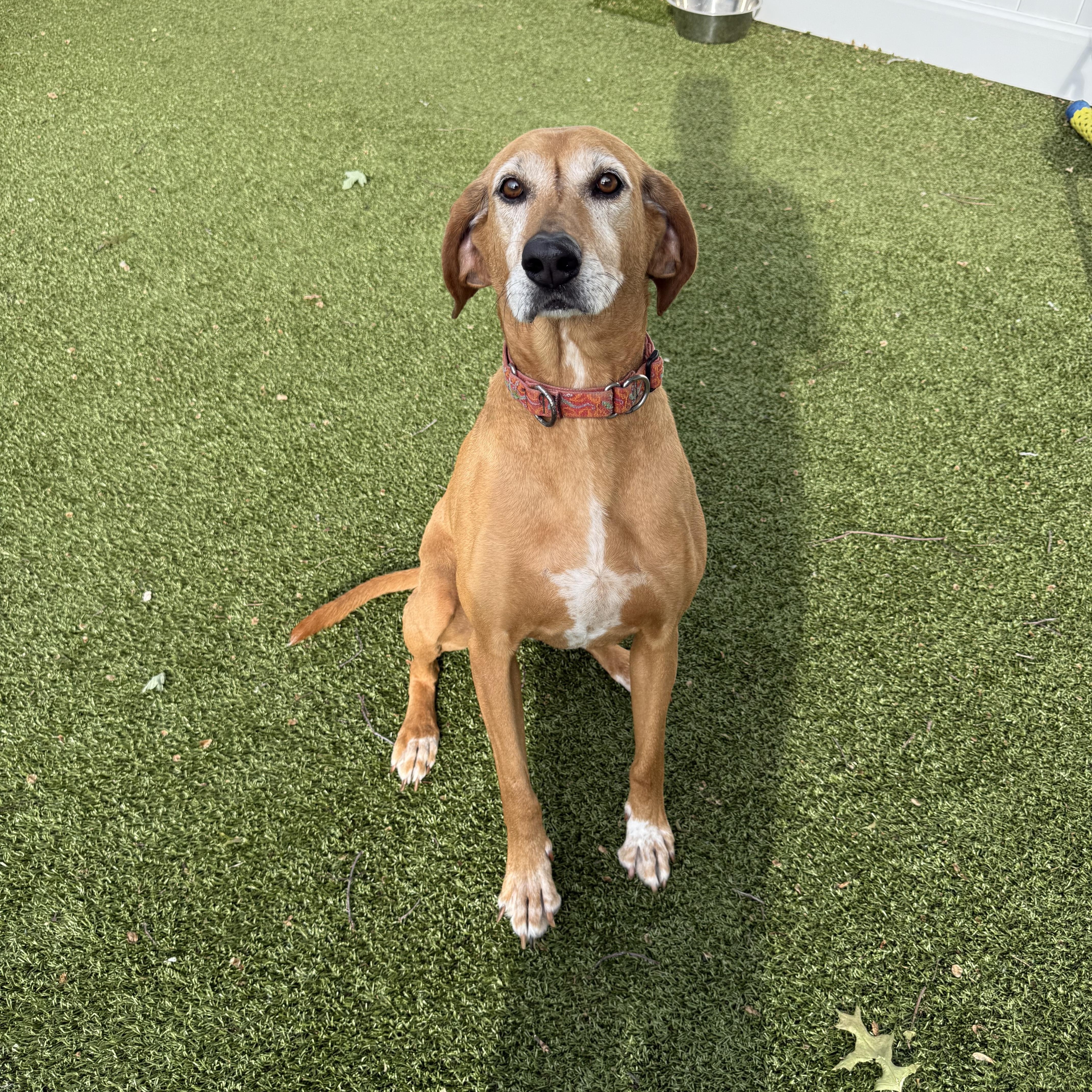 Lou, adoptable, Adult Female Coonhound.