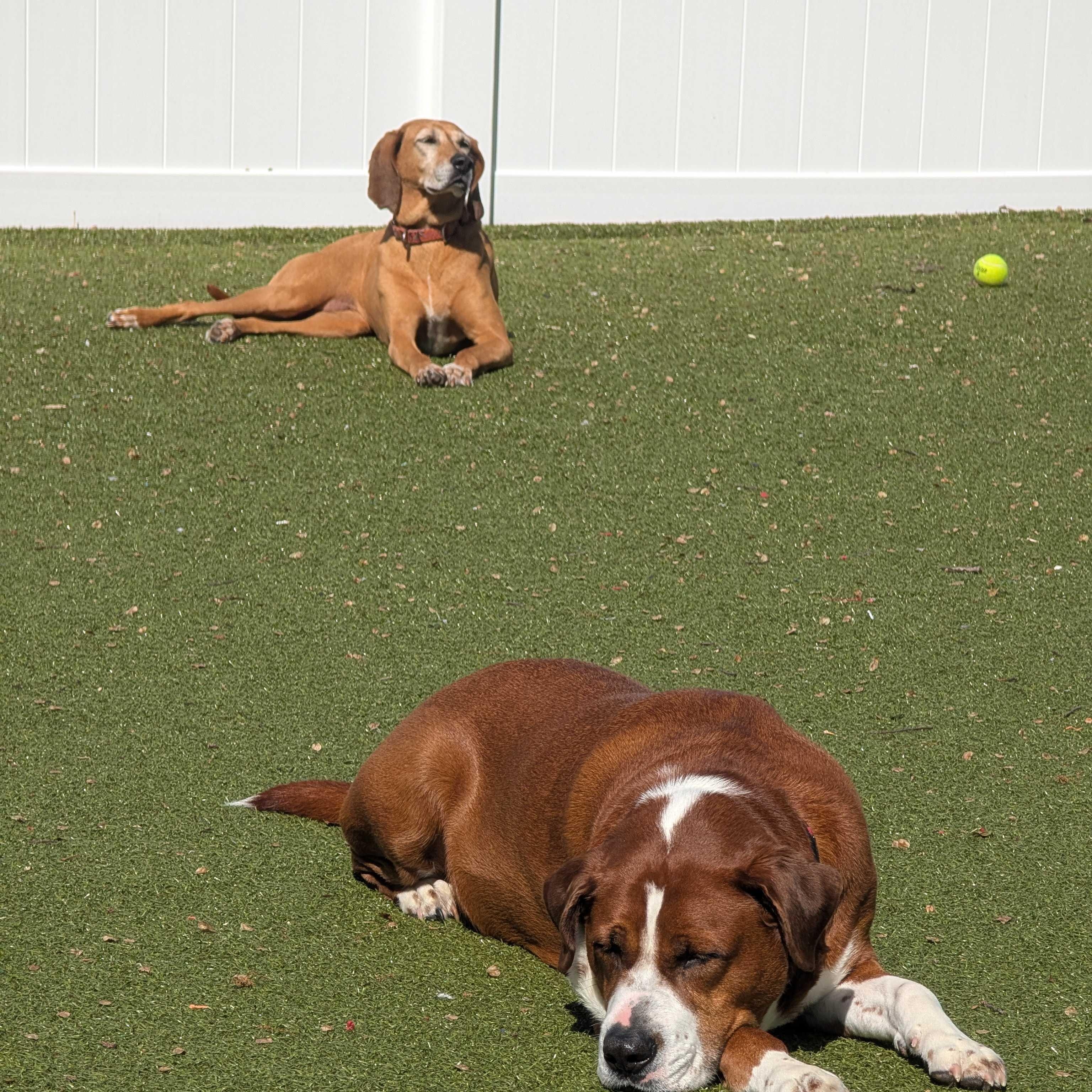 Enlarge Lou, an adoptable Coonhound in New Bedford, MA image 3/5