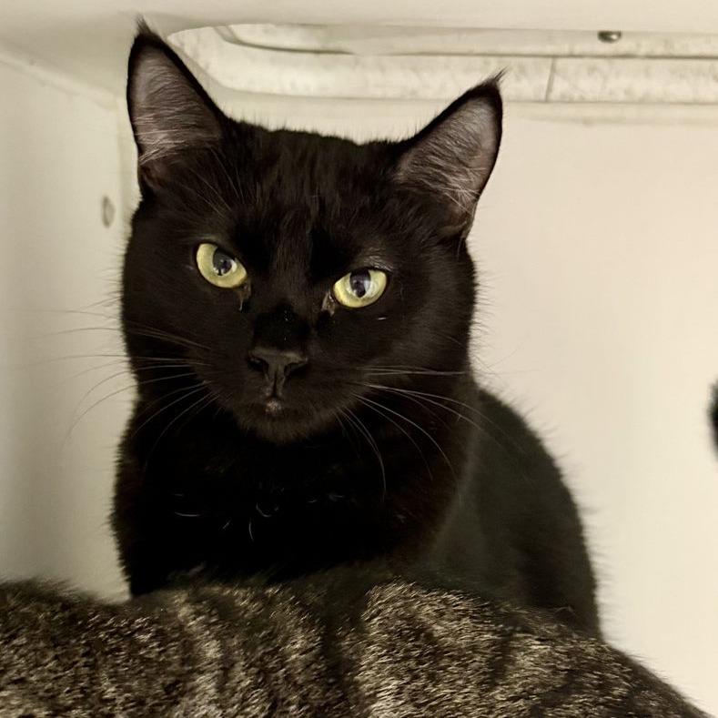 Enlarge Chandler, a Adoptable mixed breed in Newport, NC image 1/4