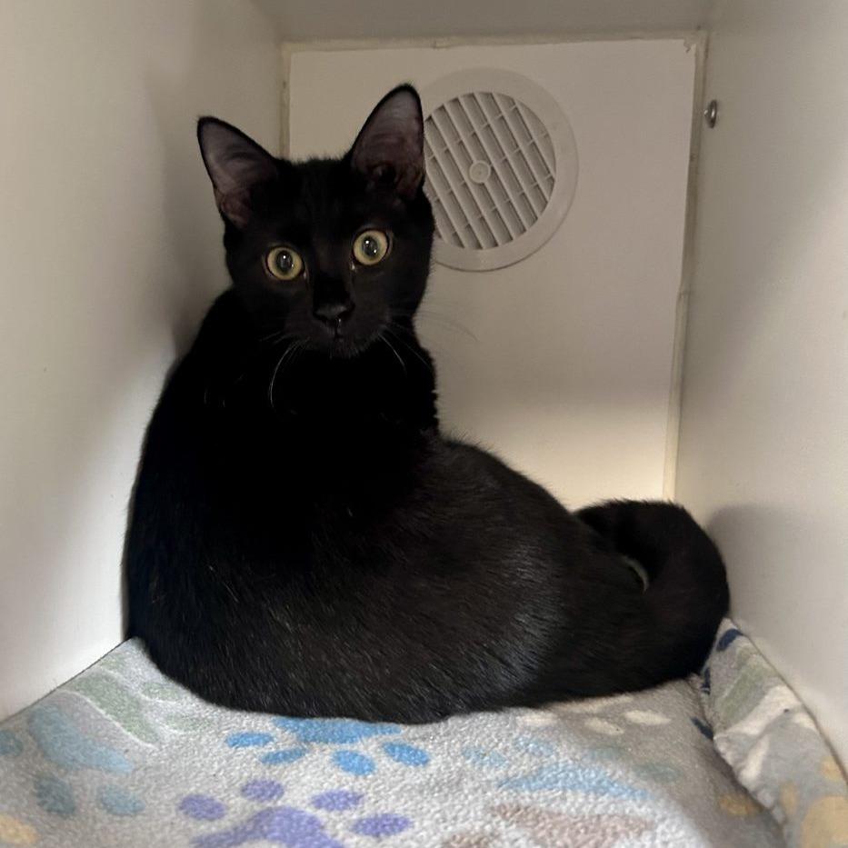 Chandler, Adoptable, Young Male Domestic Short Hair.