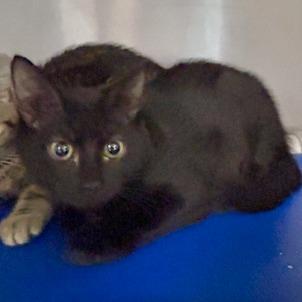 Chandler, Adoptable, Young Male Domestic Short Hair.