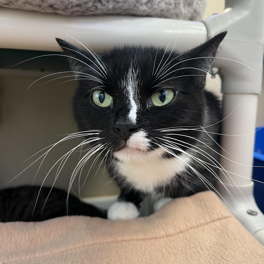 Enlarge Phantom, a Adoptable Domestic Short Hair in Mankato, MN image 1/3