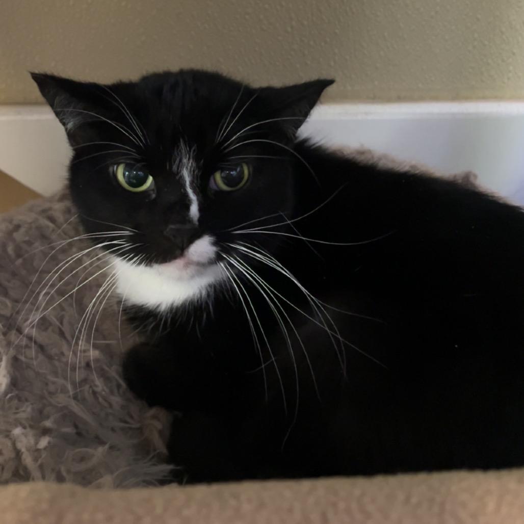 Phantom — thumbnail 3