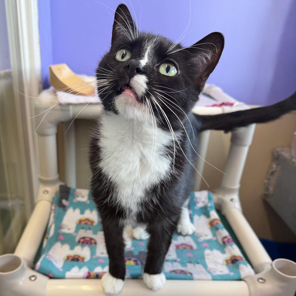 Enlarge Phantom, a Adoptable Domestic Short Hair in Mankato, MN image 3/3