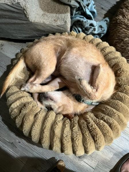 Enlarge Latte - FEE SPONSORED, a Adoptable mixed breed in Bryan, TX image 1/3