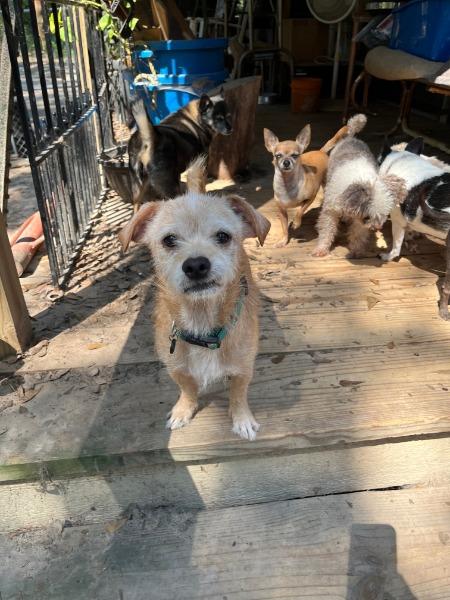 Enlarge Latte - FEE SPONSORED, a Adoptable mixed breed in Bryan, TX image 1/3