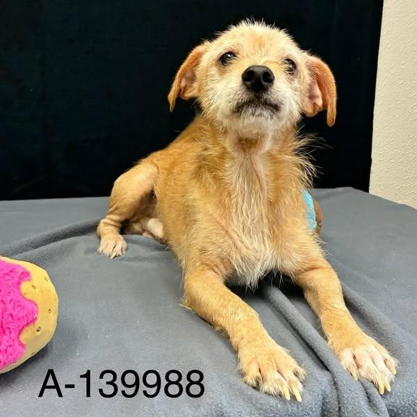 Enlarge Latte - FEE SPONSORED, a Adoptable mixed breed in Bryan, TX image 3/3