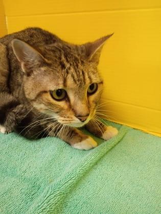 Makita, Adoptable, Adult Female Domestic Short Hair & Domestic Short Hair.