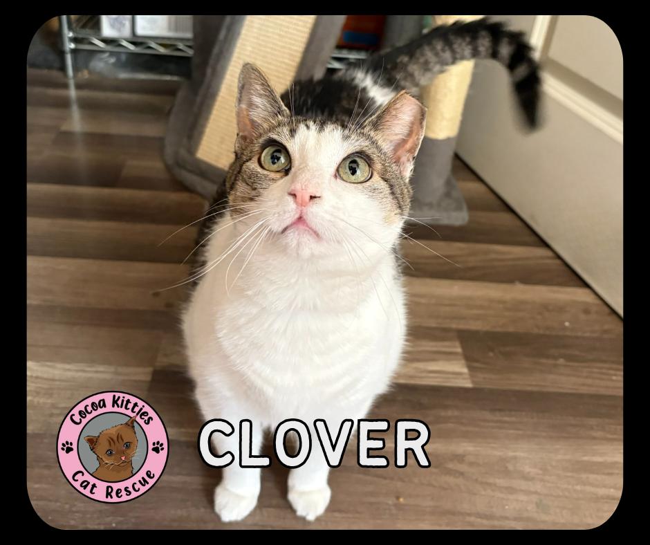 Enlarge Clover, a Adoptable mixed breed in Hershey, PA image 1/1