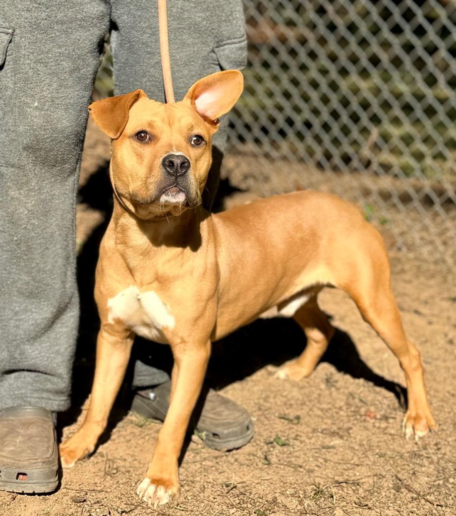 Enlarge Angus T. Bovine, a Adoptable mixed breed in Albany, GA image 1/6