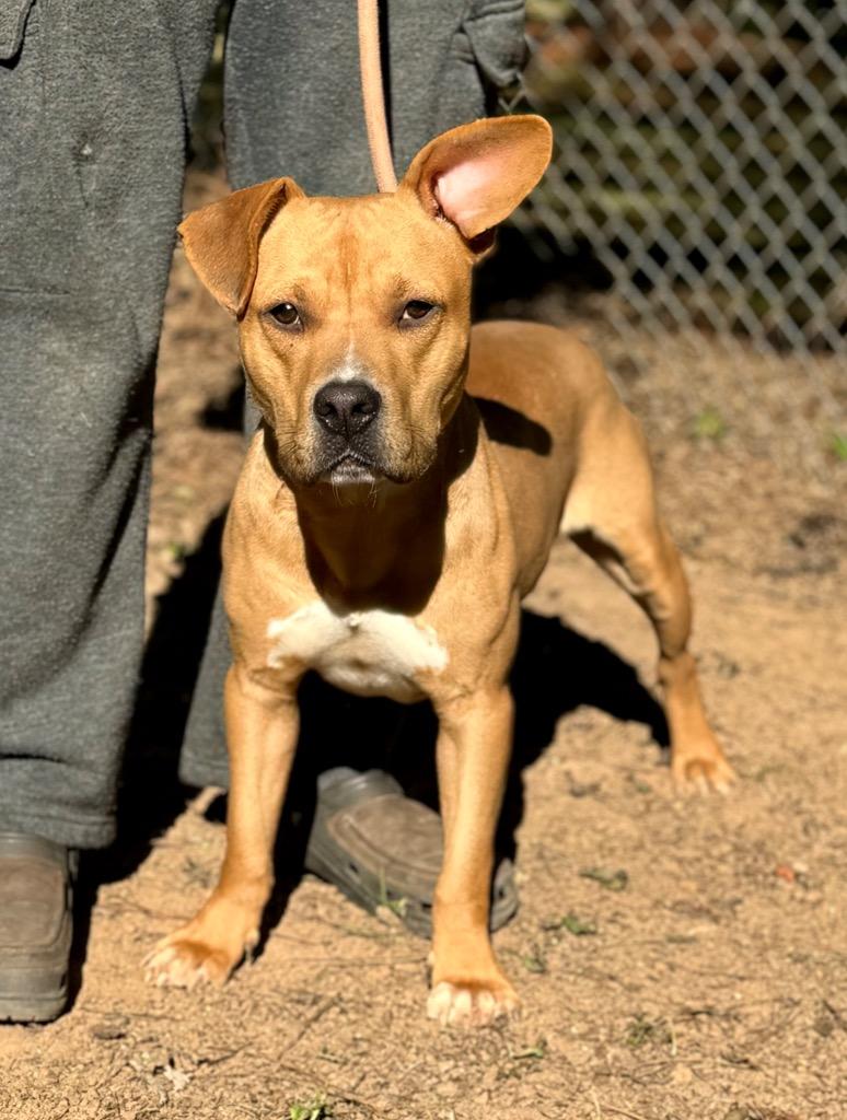 Enlarge Angus T. Bovine, a Adoptable mixed breed in Albany, GA image 2/6