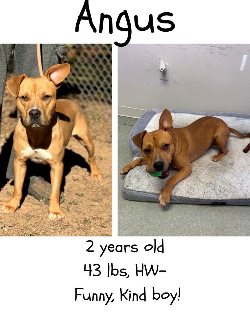 Enlarge Angus T. Bovine, a Adoptable mixed breed in Albany, GA image 3/6