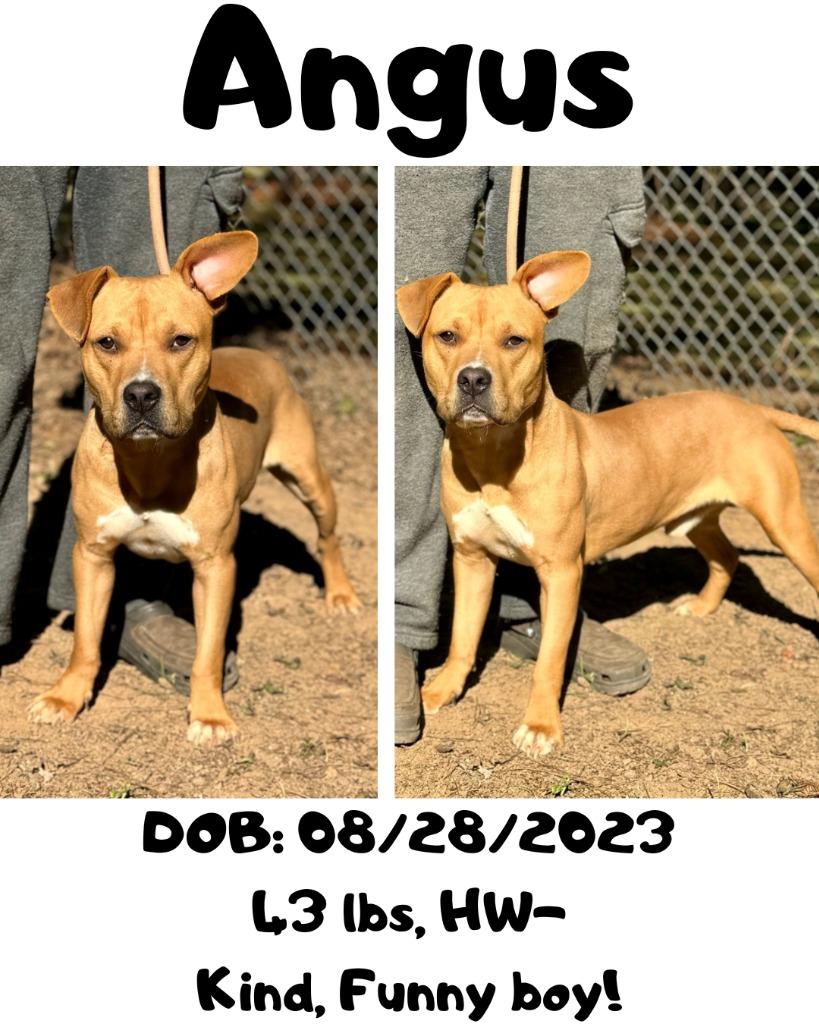 Enlarge Angus T. Bovine, a Adoptable mixed breed in Albany, GA image 3/6