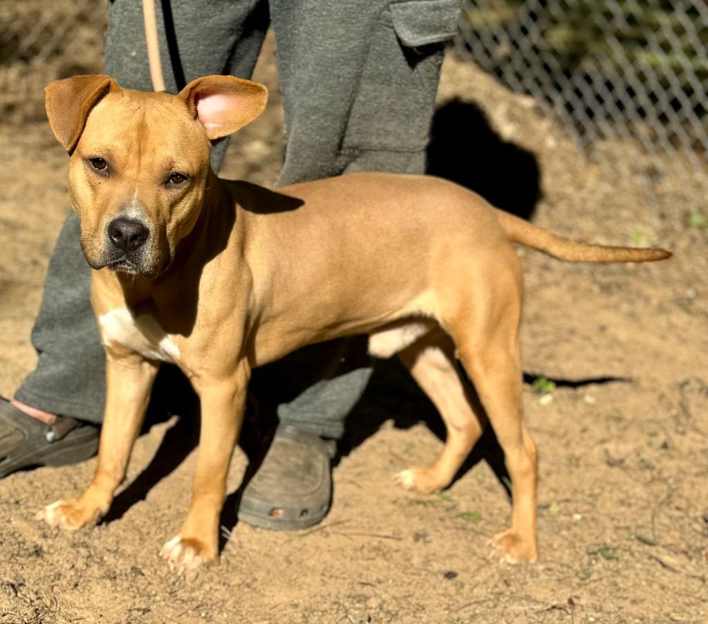 Enlarge Angus T. Bovine, a Adoptable mixed breed in Albany, GA image 3/6