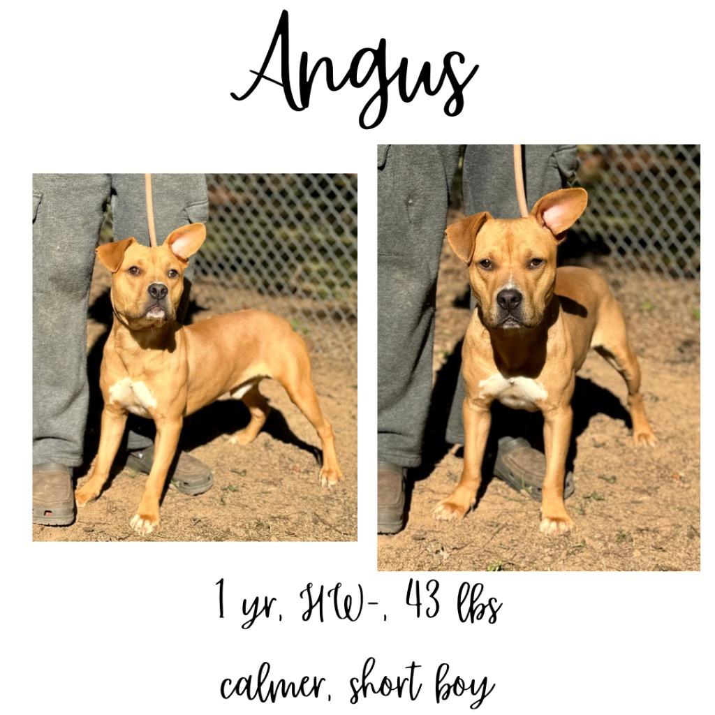 Enlarge Angus T. Bovine, a Adoptable mixed breed in Albany, GA image 4/6