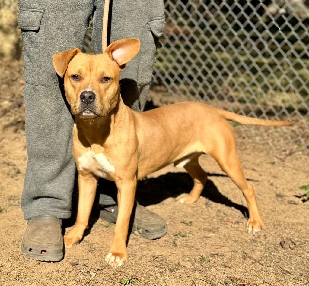Enlarge Angus T. Bovine, a Adoptable mixed breed in Albany, GA image 5/6