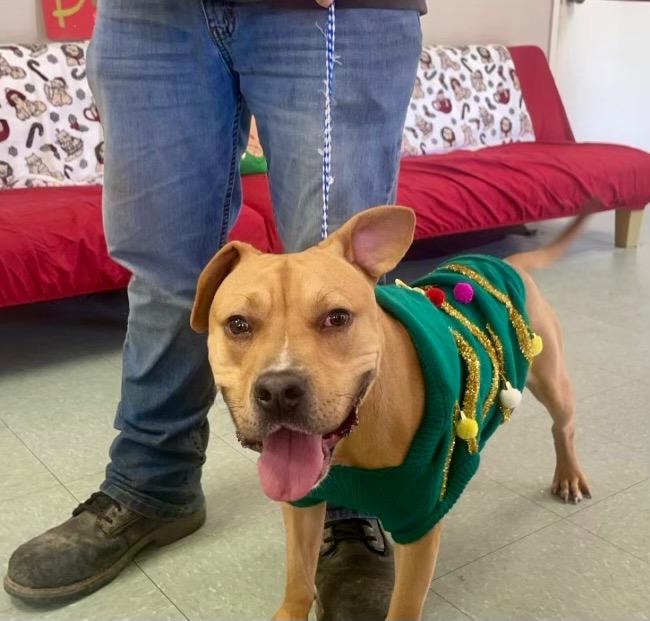 Enlarge Angus T. Bovine, a Adoptable mixed breed in Albany, GA image 6/6