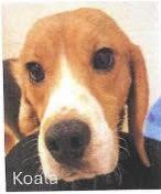 Koala, Young Male Beagle