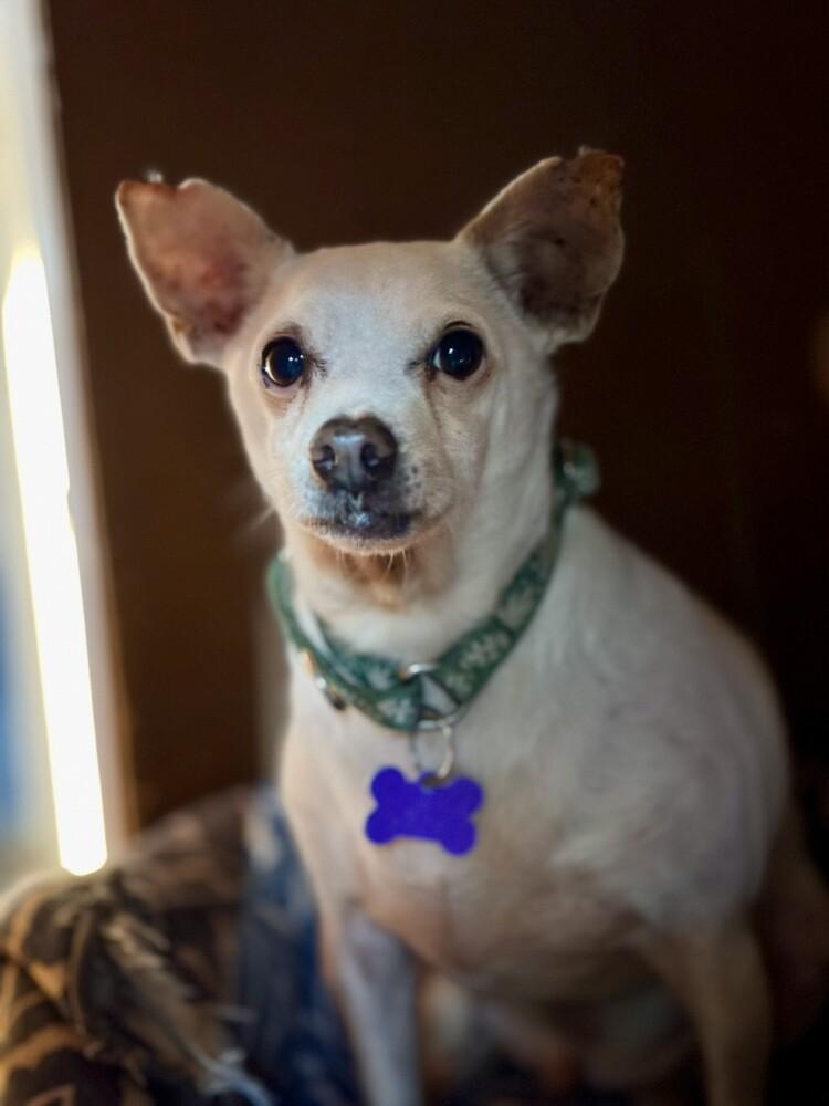 Enlarge Bobarino, a Adoptable mixed breed in Cloverdale, IN image 1/2