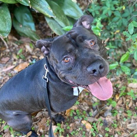 Kobe, a Adoptable Mixed Breed in Jacksonville, FL image 1/2