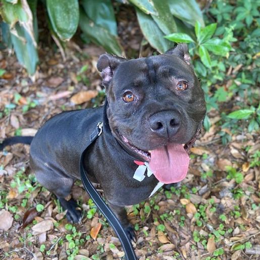 Kobe, a Adoptable Mixed Breed in Jacksonville, FL image 2/2