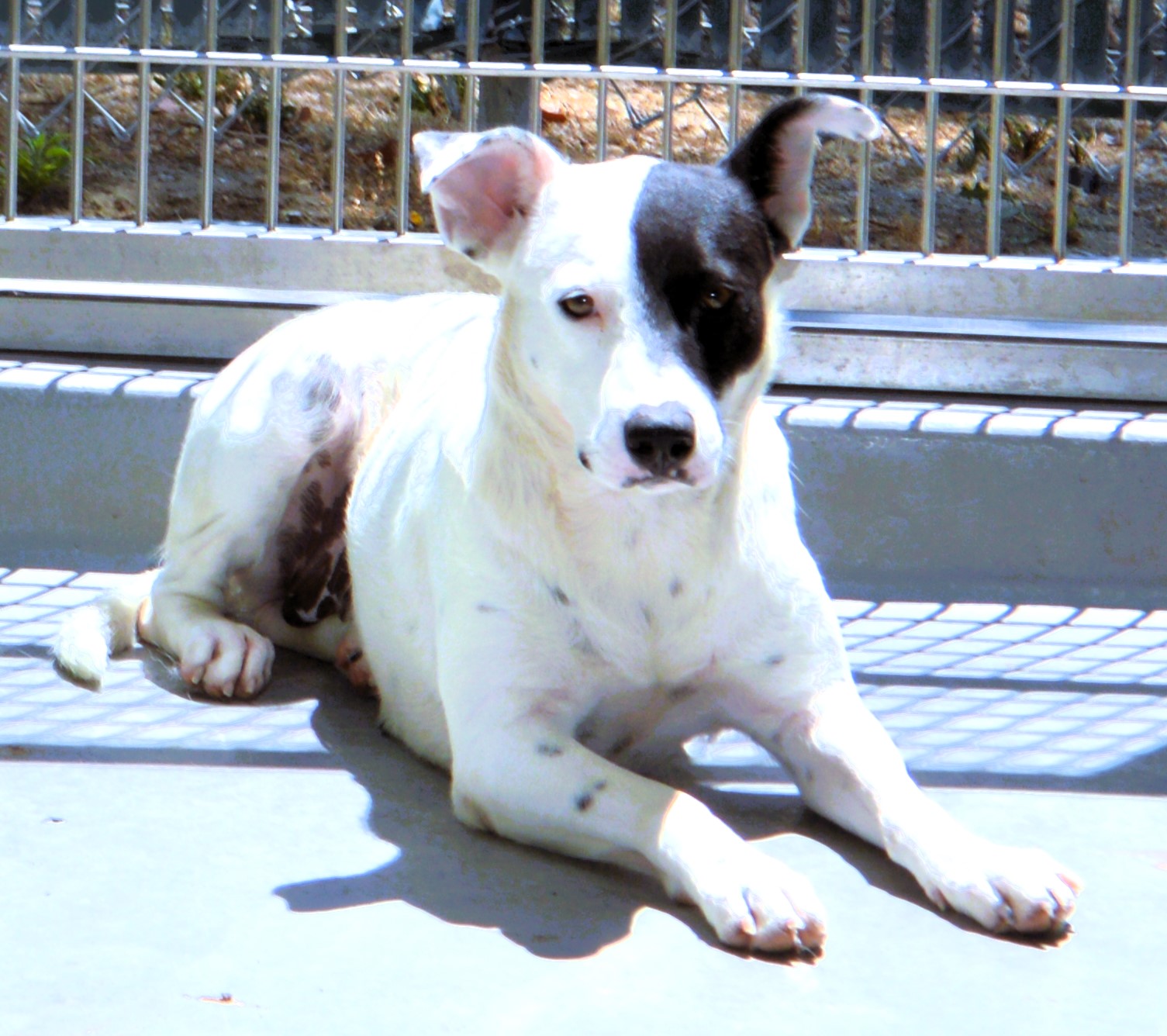 Dog for adoption Penny, an Australian Cattle Dog / Blue Heeler Mix in