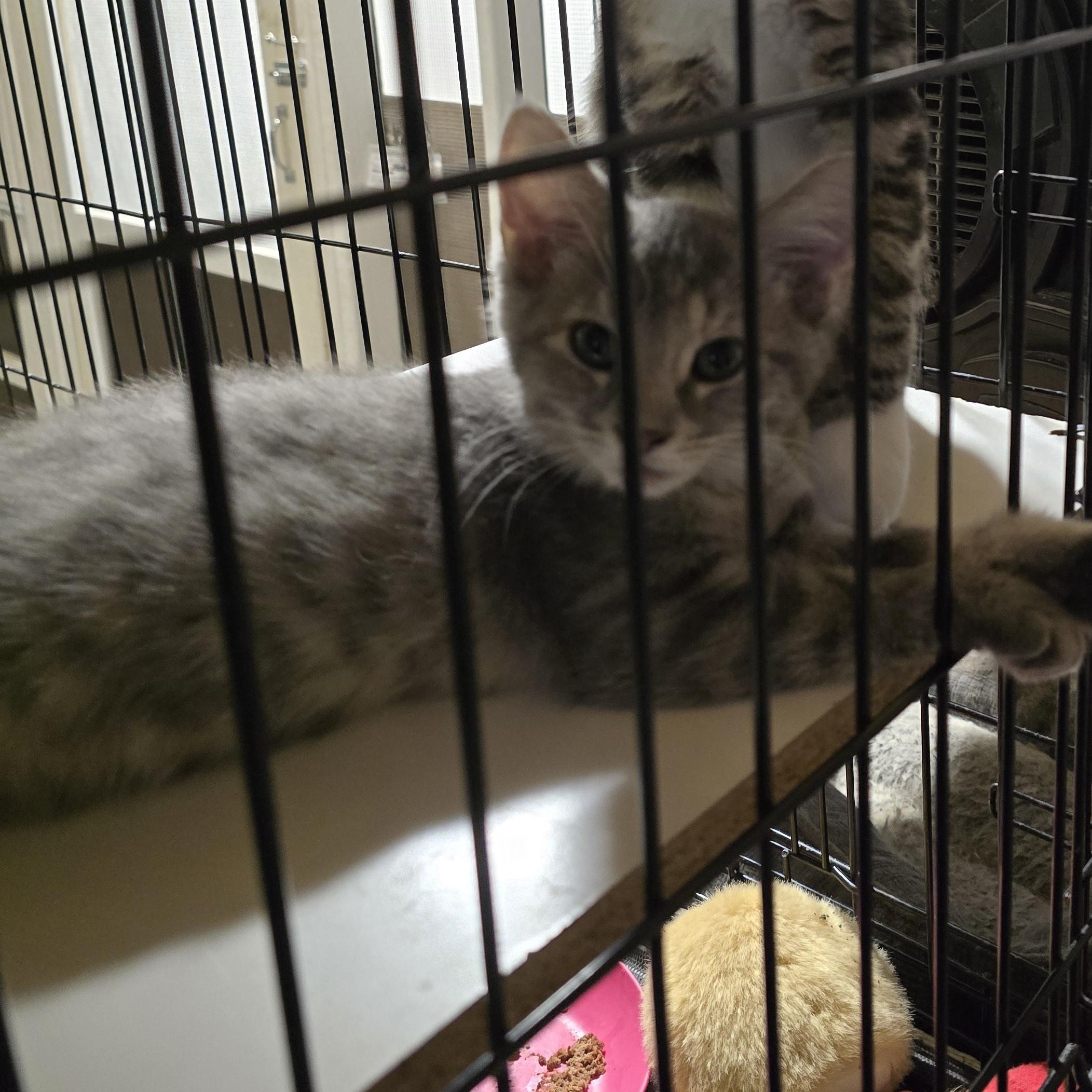 Pepper