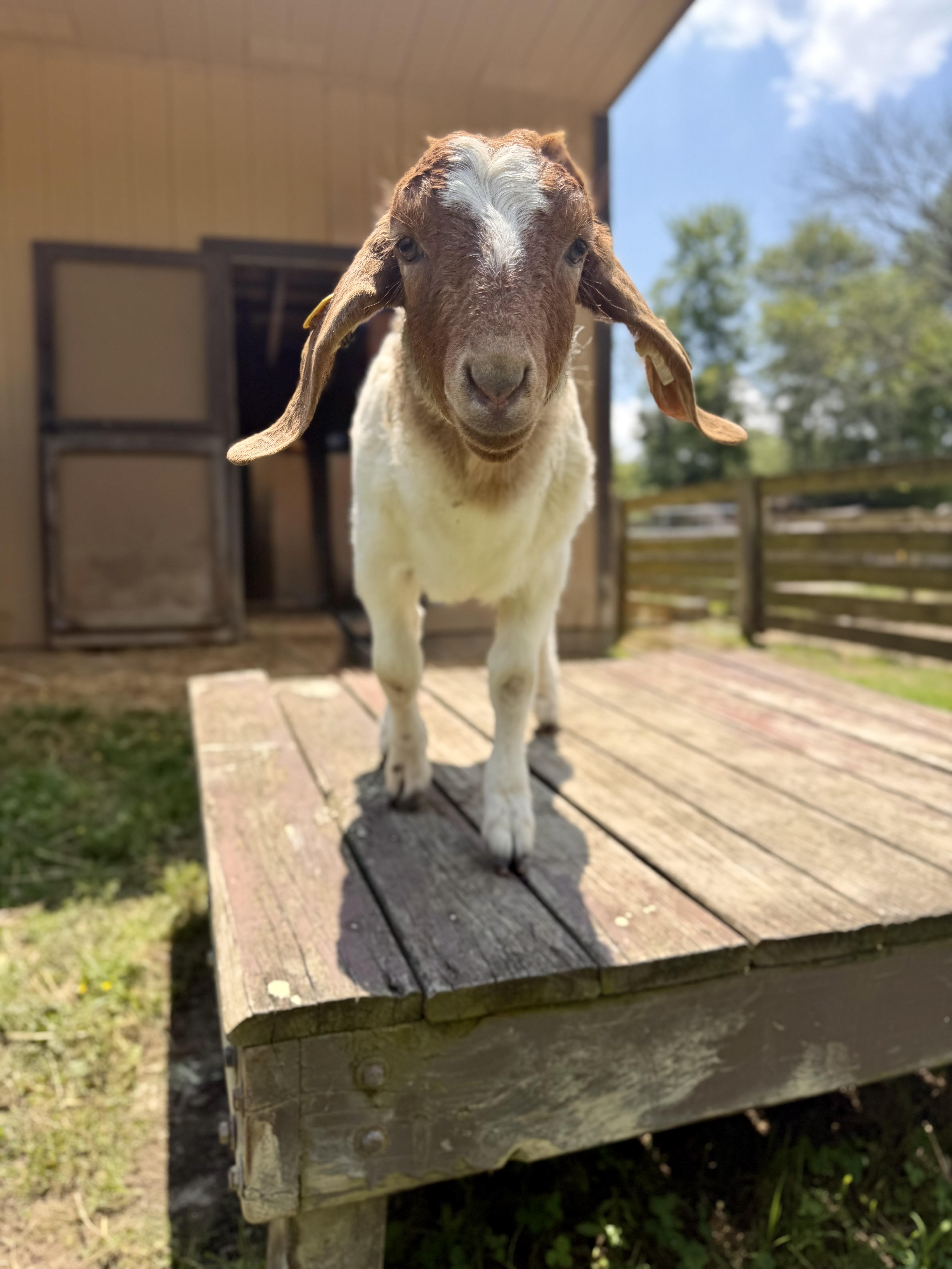 Enlarge Hank, an adopted Boer in Ravenna, OH image 5/6