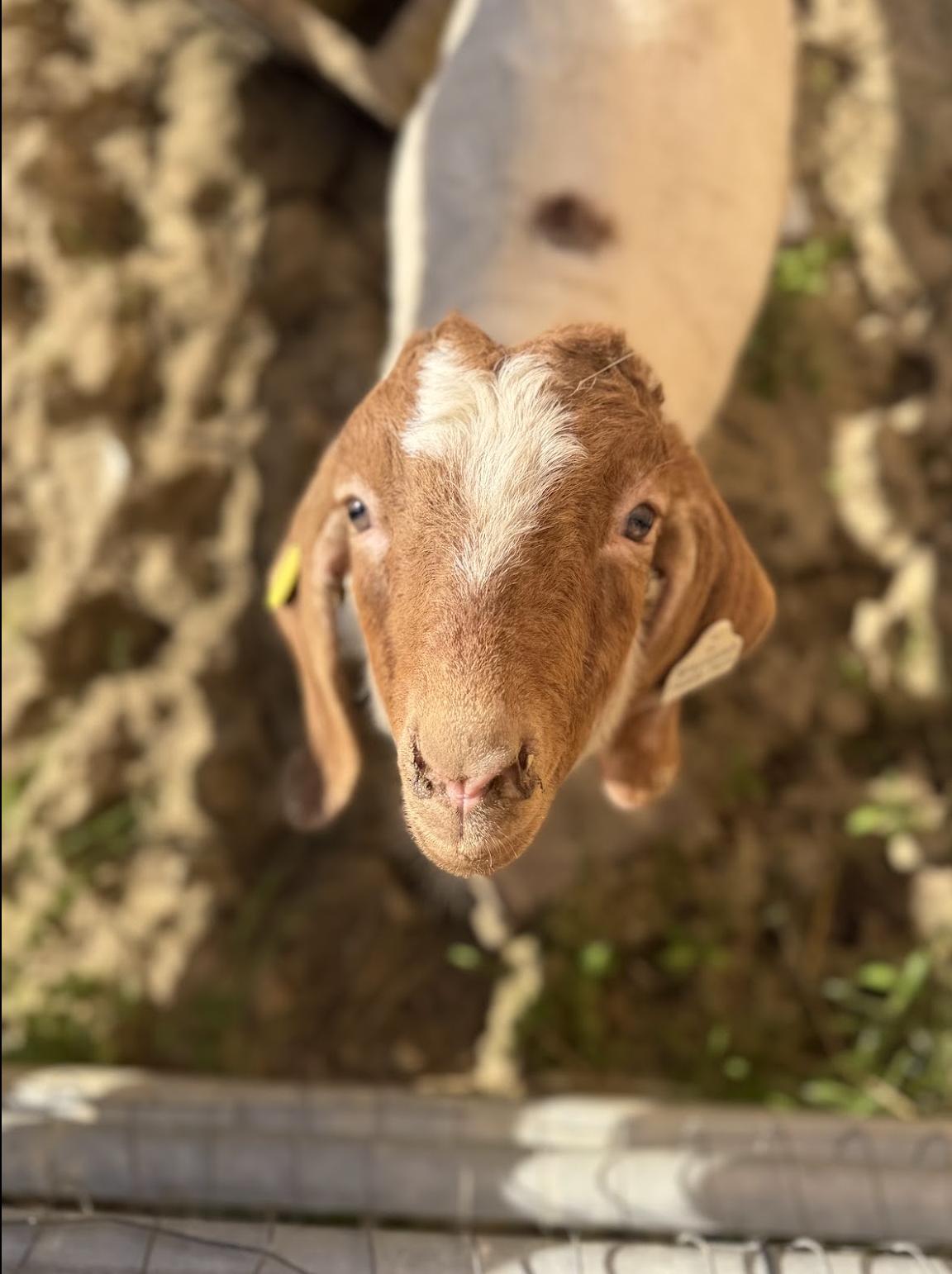Enlarge Hank, an adopted Boer in Ravenna, OH image 4/6