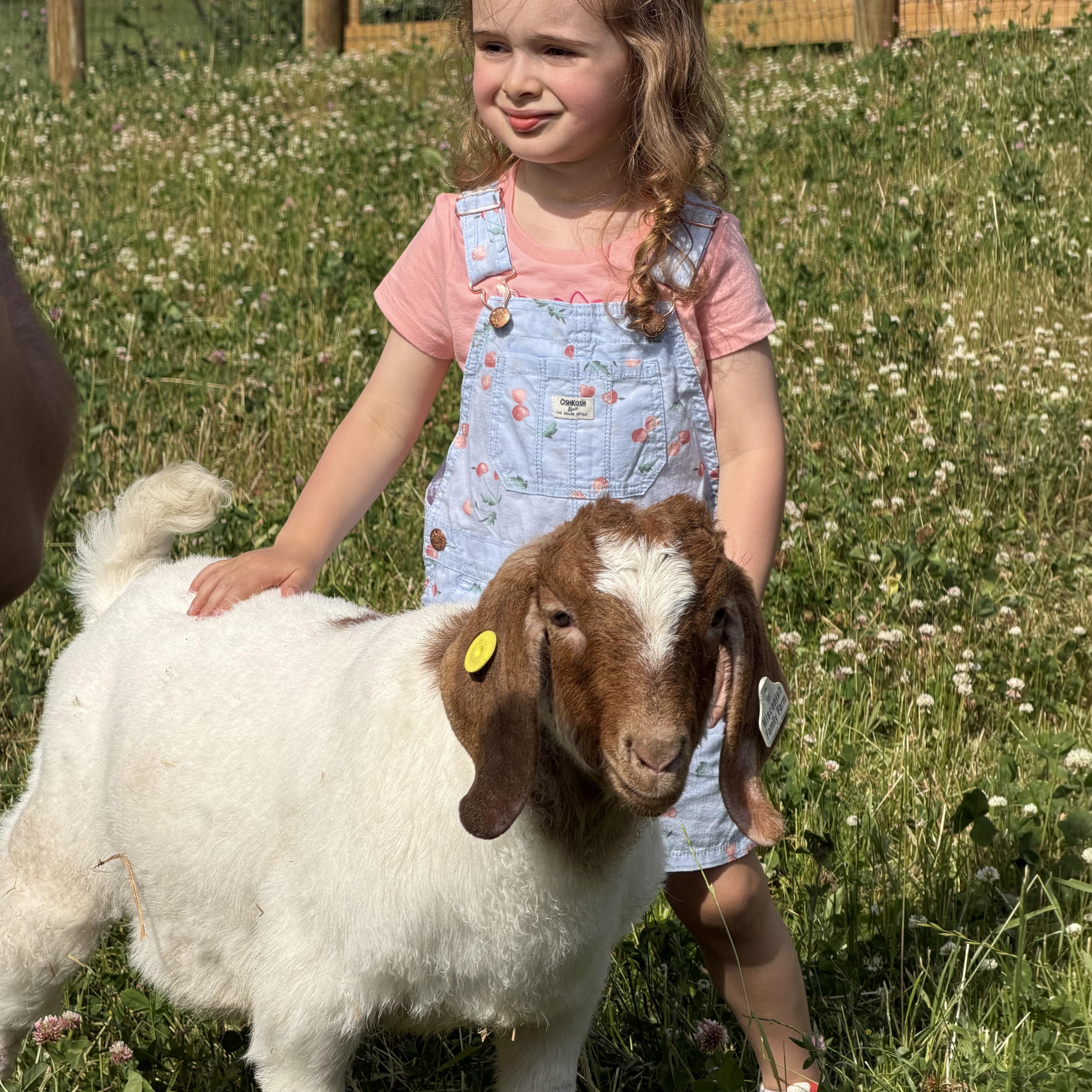 Enlarge Hank, an adopted Boer in Ravenna, OH image 2/6