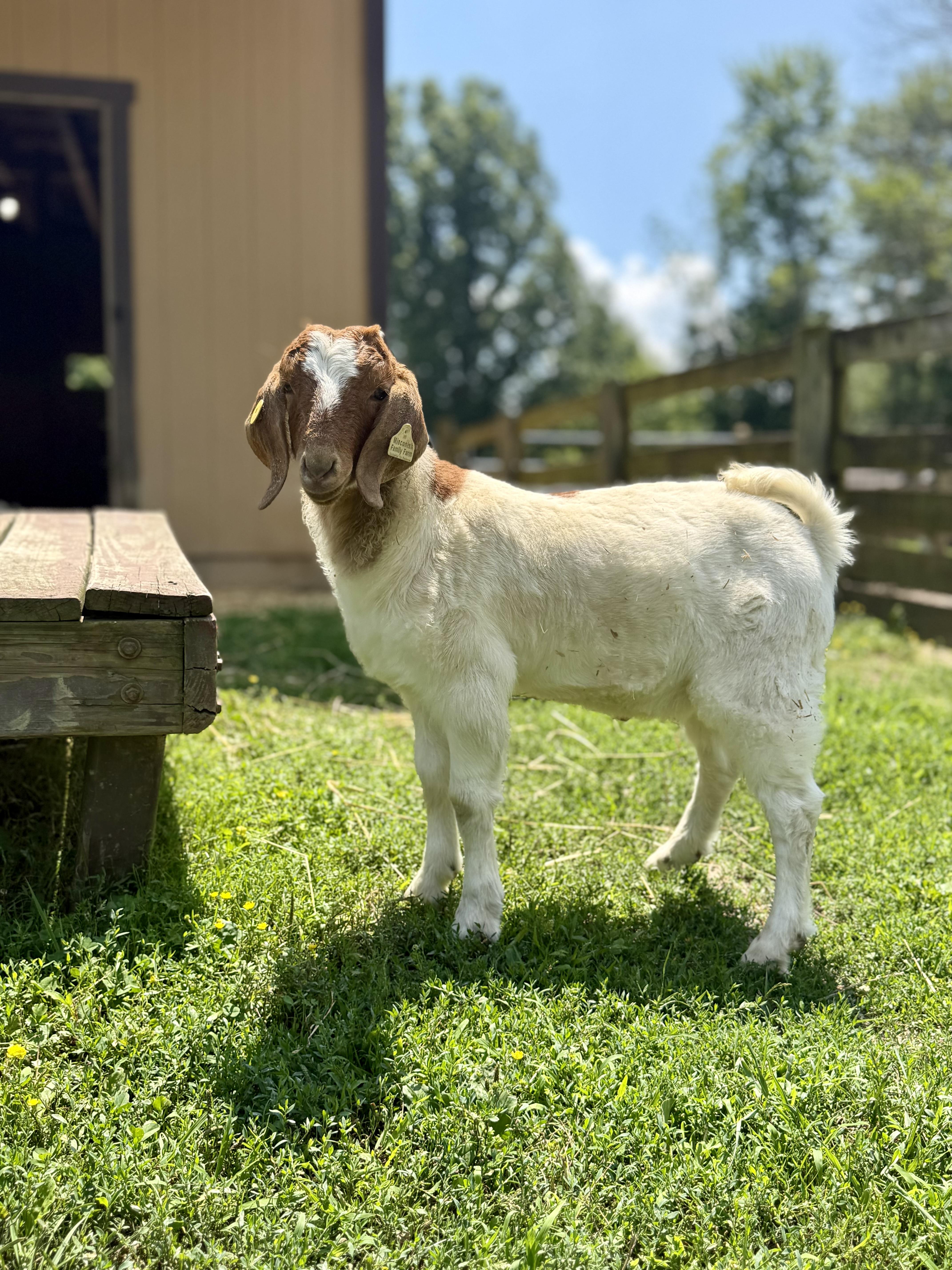 Enlarge Hank, an adopted Boer in Ravenna, OH image 3/6