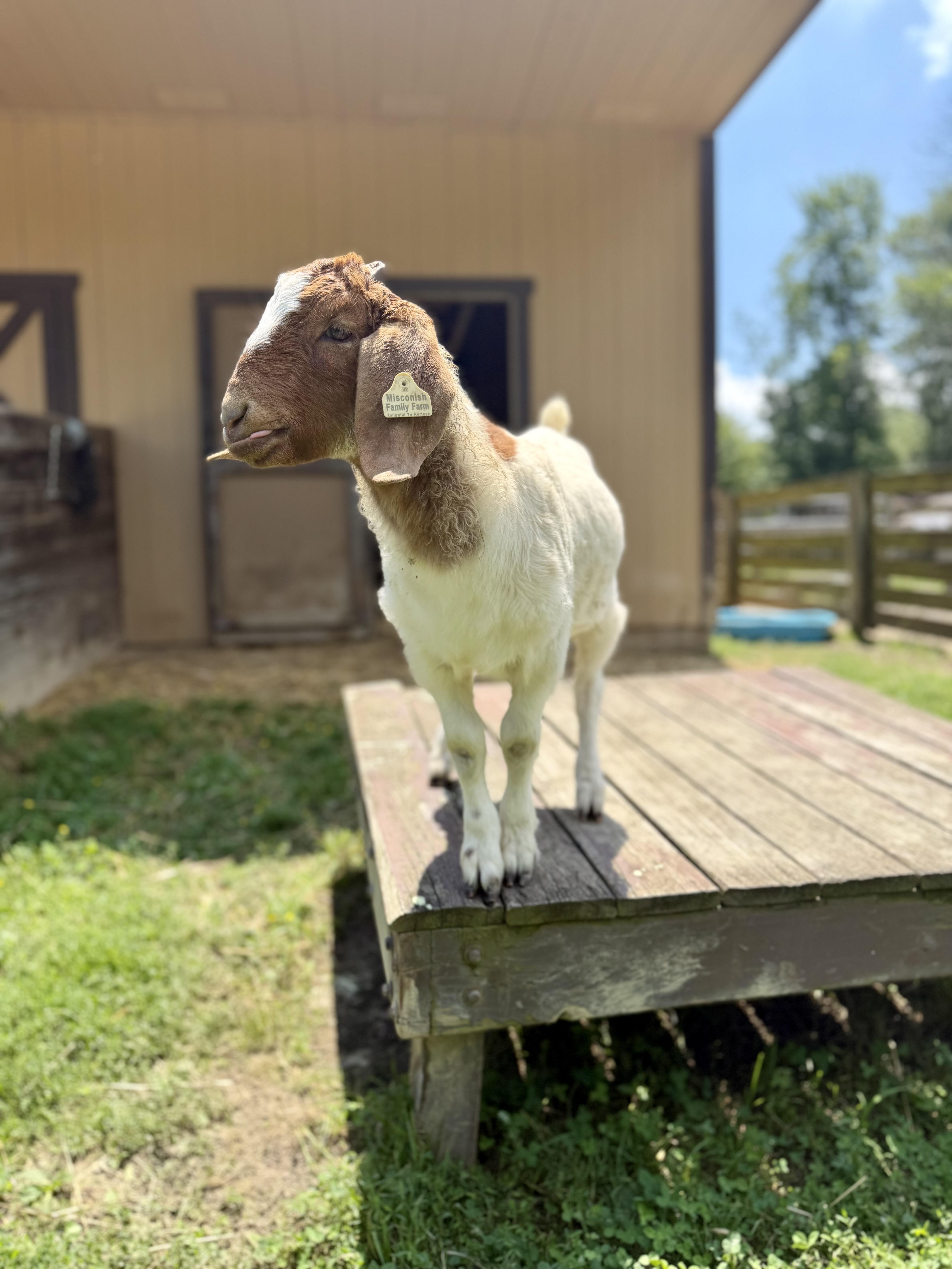 Enlarge Hank, an adopted Boer in Ravenna, OH image 6/6
