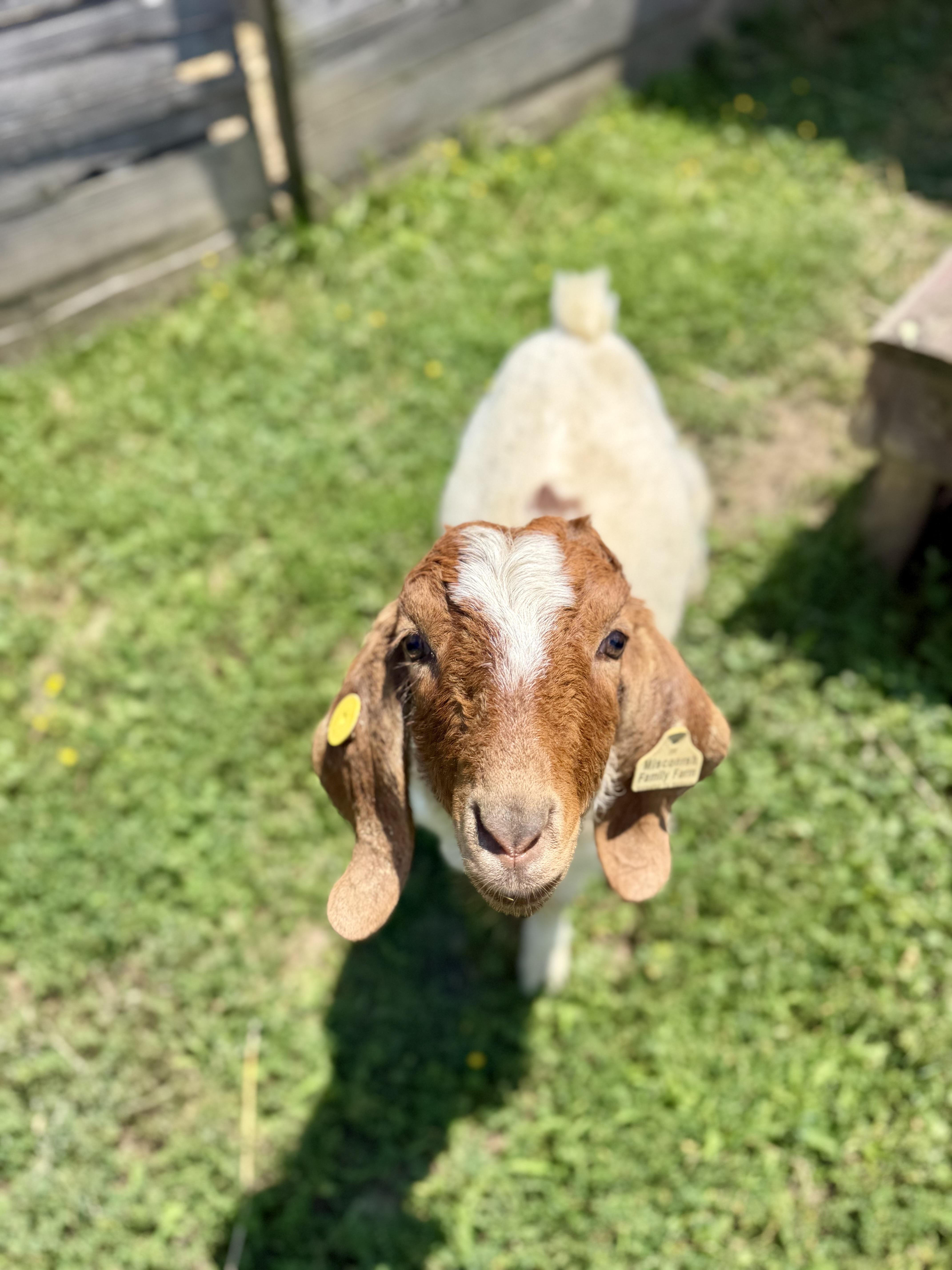 Hank, adopted, Young Male Boer.