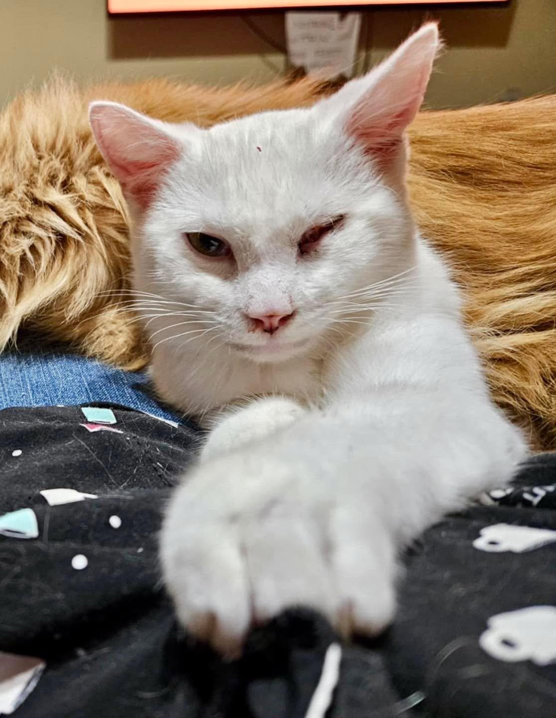 Mayo, Adoptable, Young Male Domestic Short Hair.