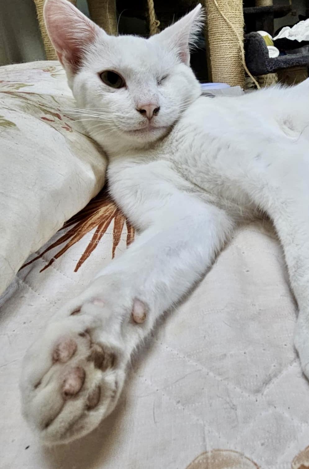 Enlarge Mayo, a Adoptable Domestic Short Hair in Myrtle Beach, SC image 2/4