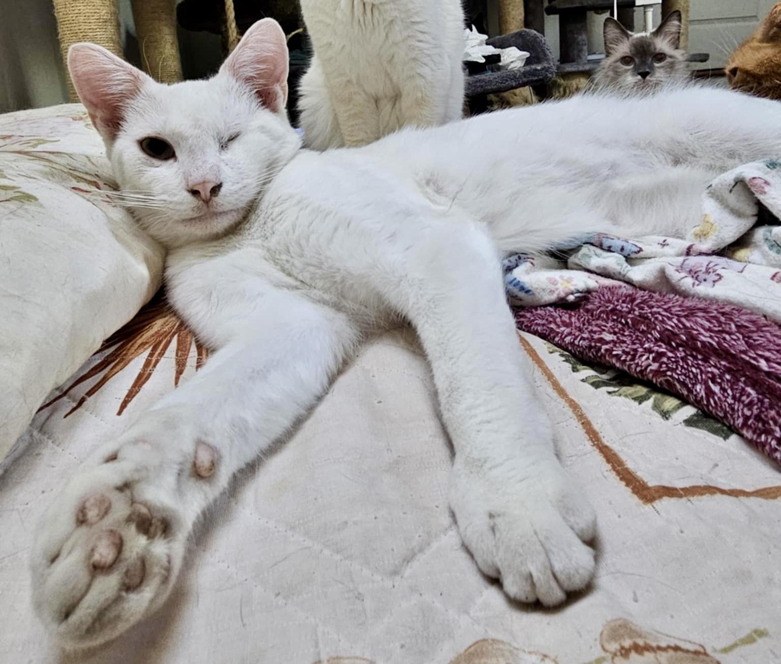 Enlarge Mayo, a Adoptable Domestic Short Hair in Myrtle Beach, SC image 3/4