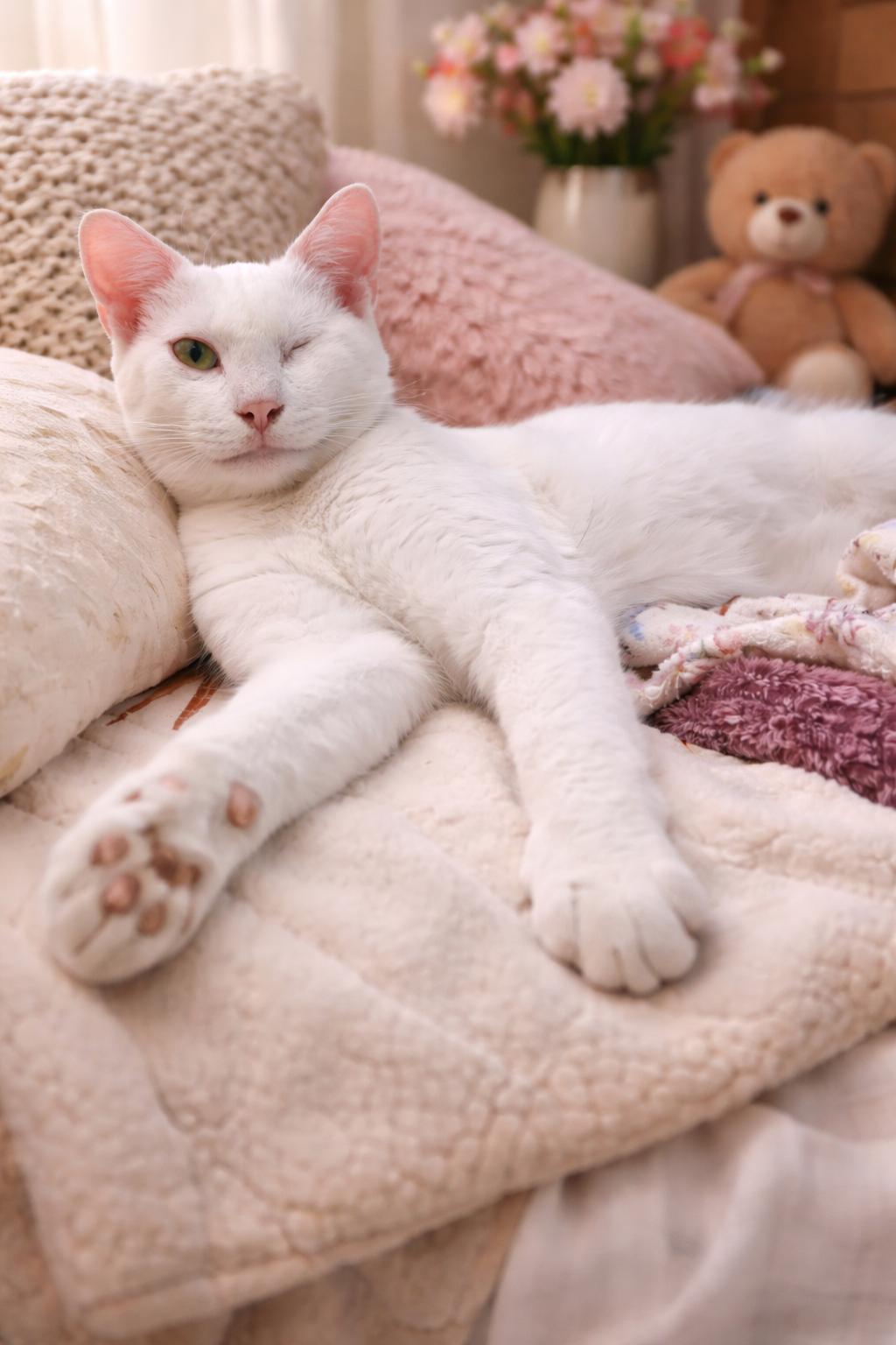 Enlarge Mayo, a Adoptable Domestic Short Hair in Myrtle Beach, SC image 4/4