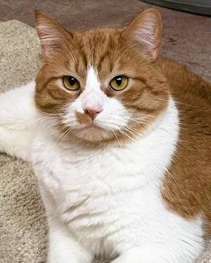 Enlarge JoJo, a Adoptable mixed breed in Savannah, MO image 1/1