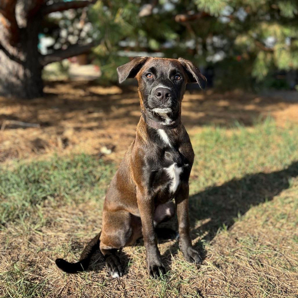 Kanoa--In Foster***ADOPTION PENDING*** photo