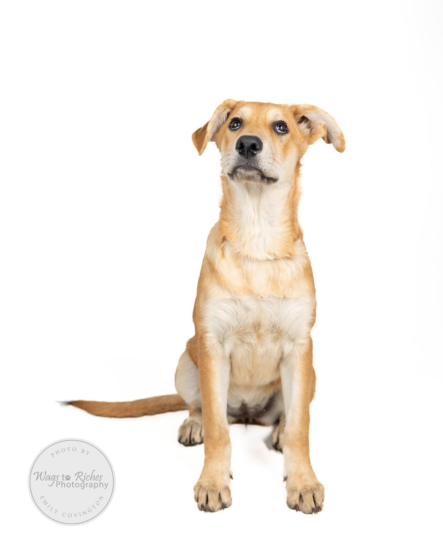 Helen, a Adoptable mixed breed in Johnston , RI image 5/6