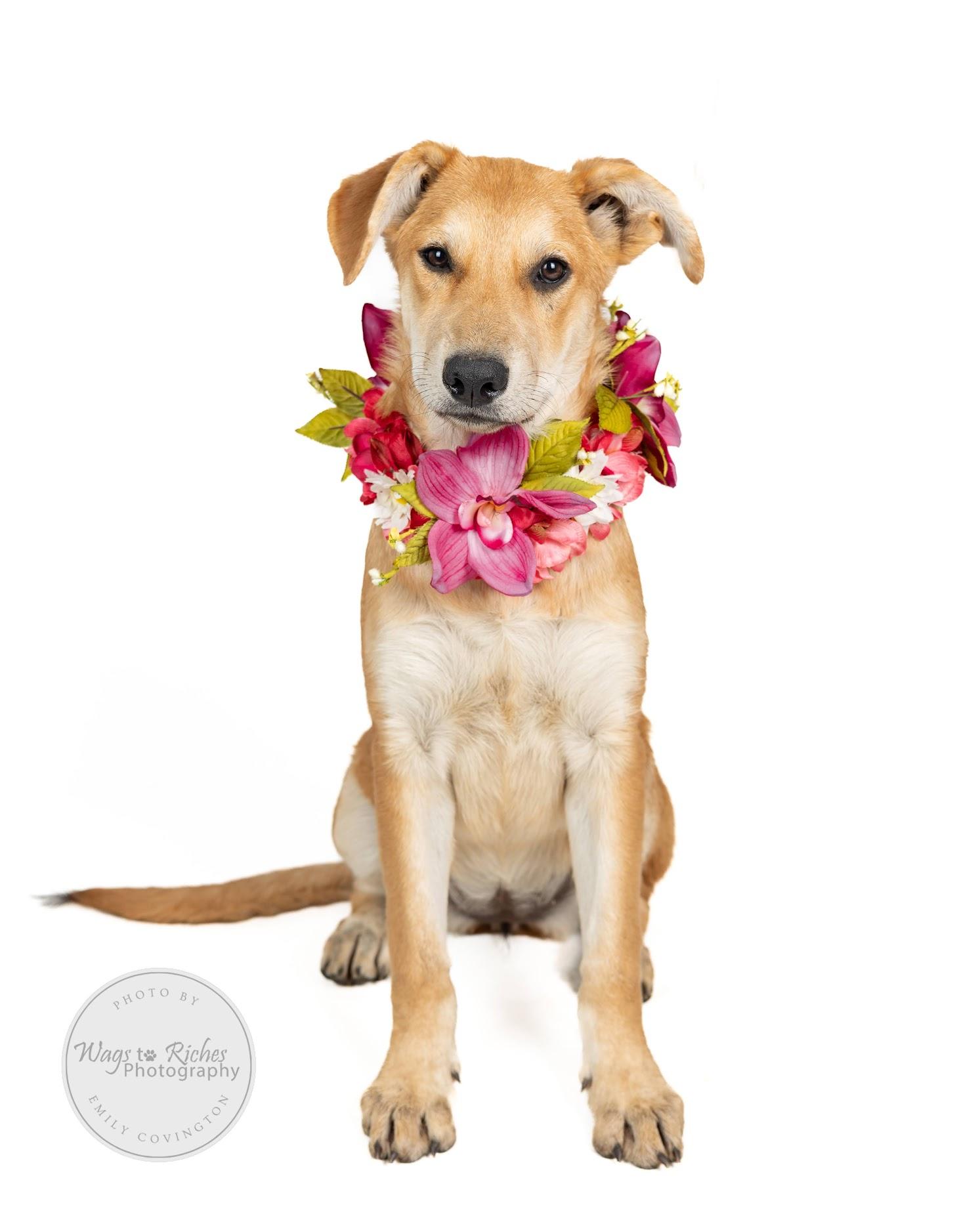 Helen, a Adoptable mixed breed in Johnston , RI image 1/6