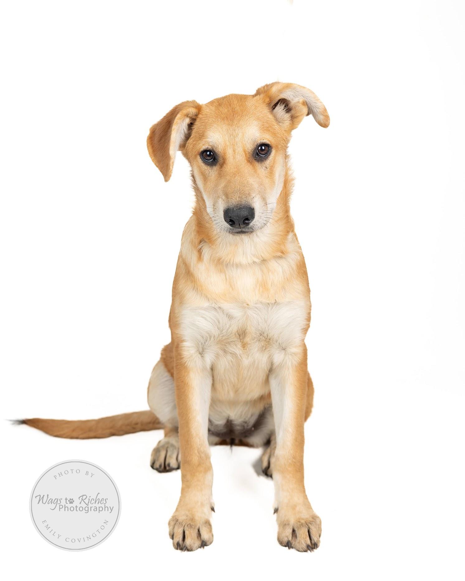 Helen, a Adoptable mixed breed in Johnston , RI image 6/6